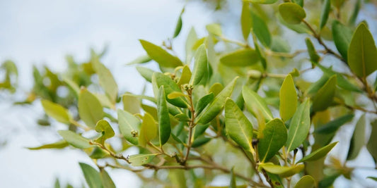 Reid Bikes and veritree Partner for a Greener Future: Paving the Way to a More Sustainable World